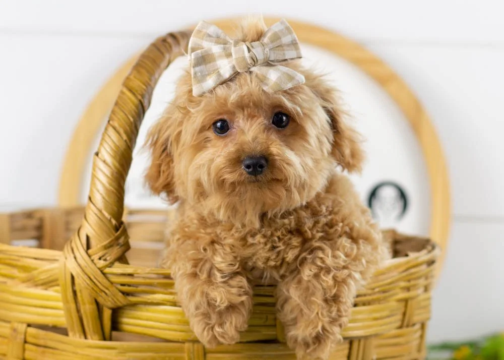 Olive goldendoodle for sale.jpg