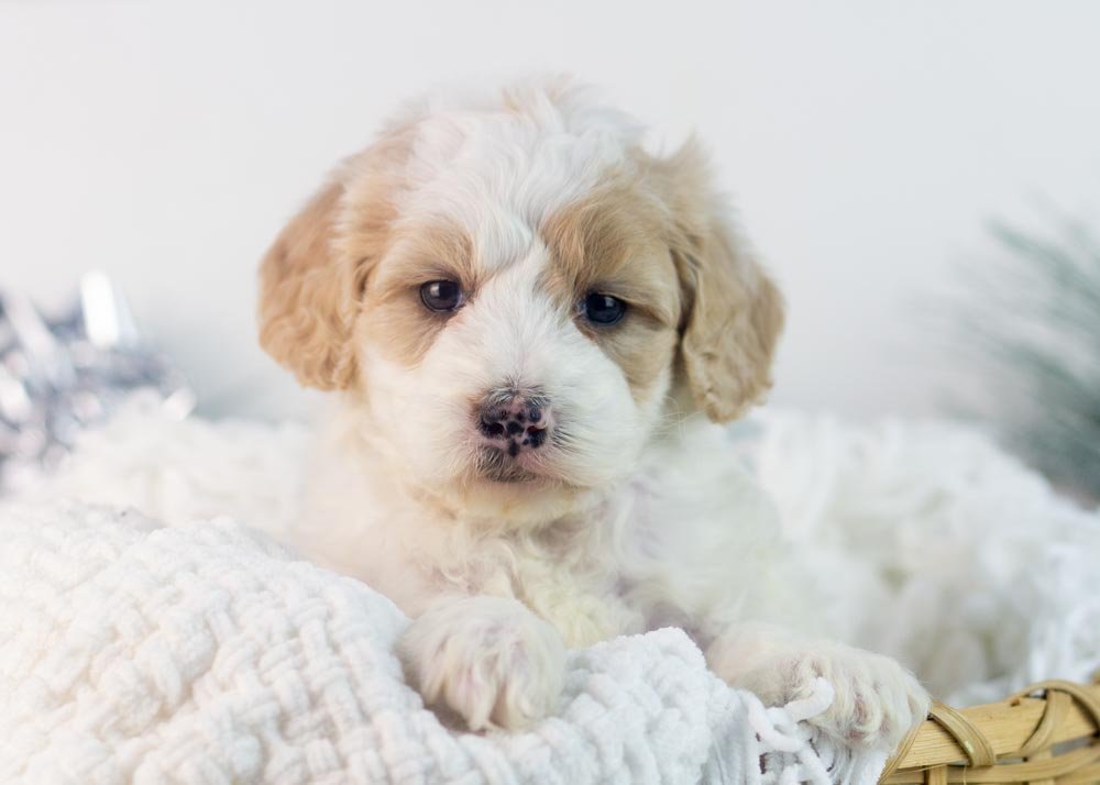 Honey goldendoodle for sale.jpg