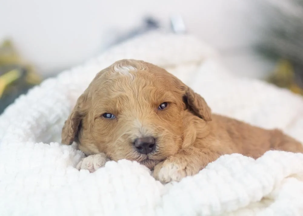 Lucille goldendoodle for sale.jpg