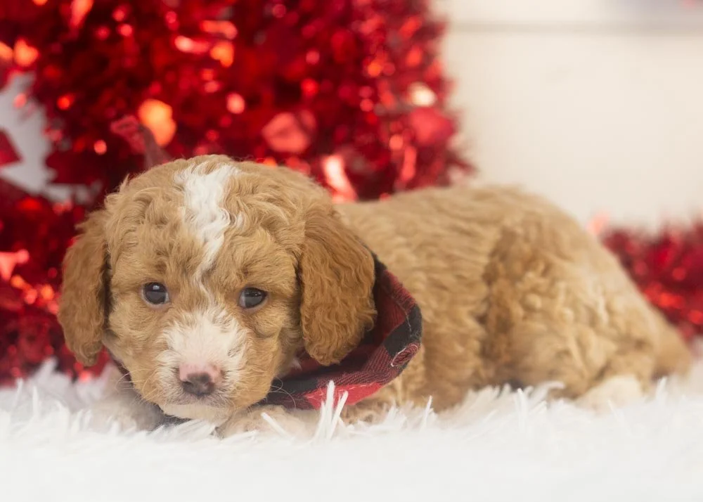 Bowser goldendoodle for sale(3).jpg
