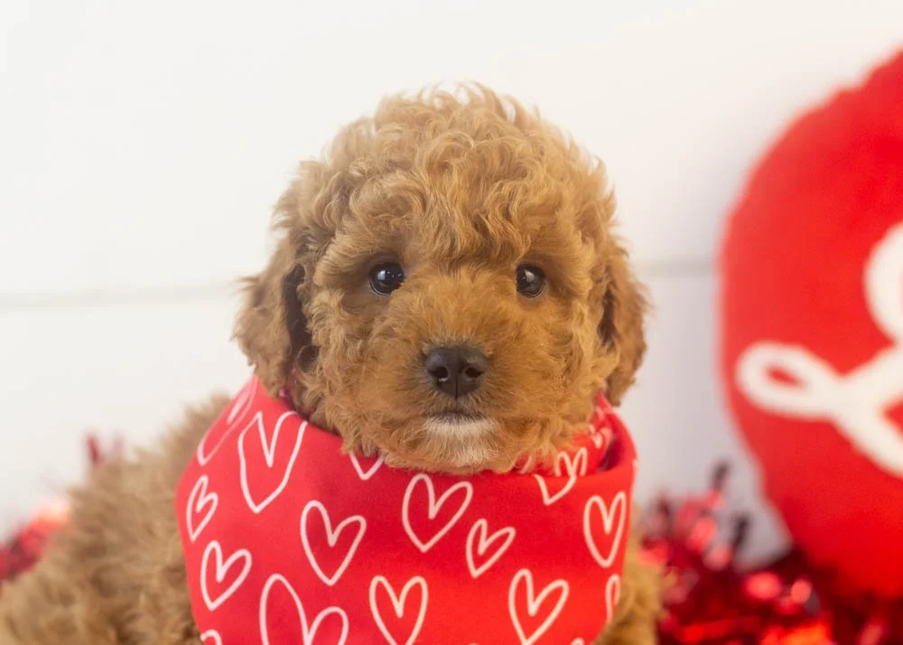 Vinnie goldendoodle for sale(1).jpg