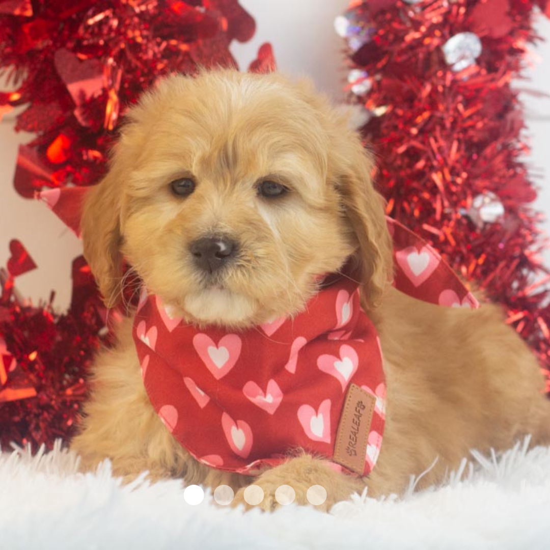 Copy of FBP Design.png