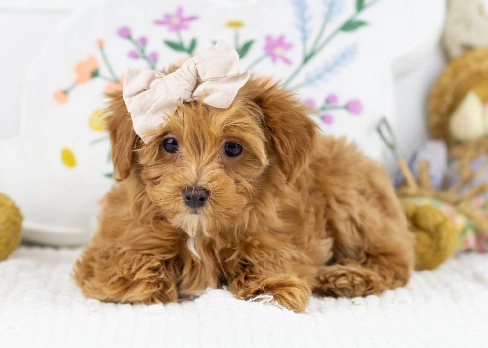 Doug 12-20-25 Eleven 3. 5oz.jpg