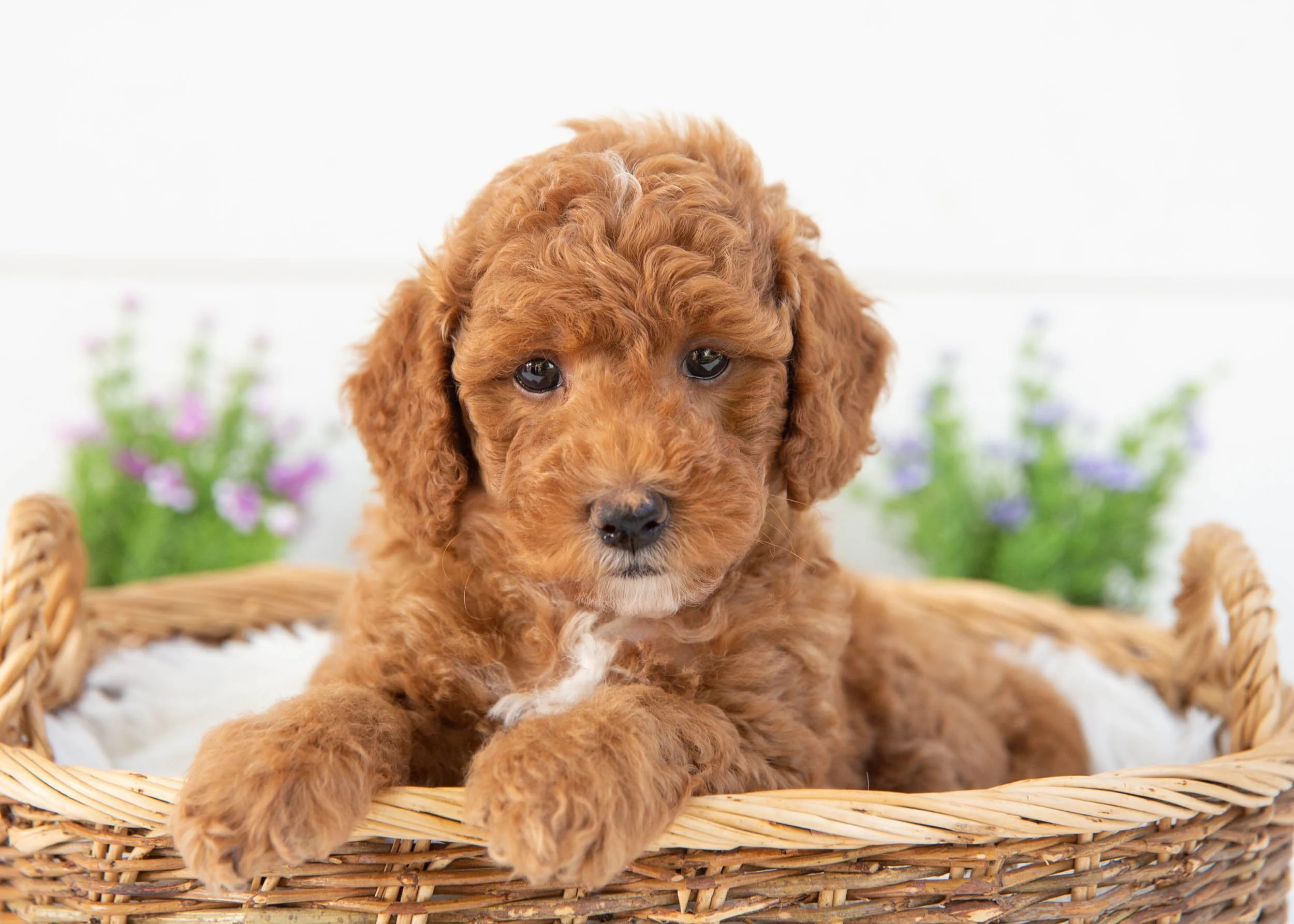 Tommy goldendoodle for sale(2).jpg