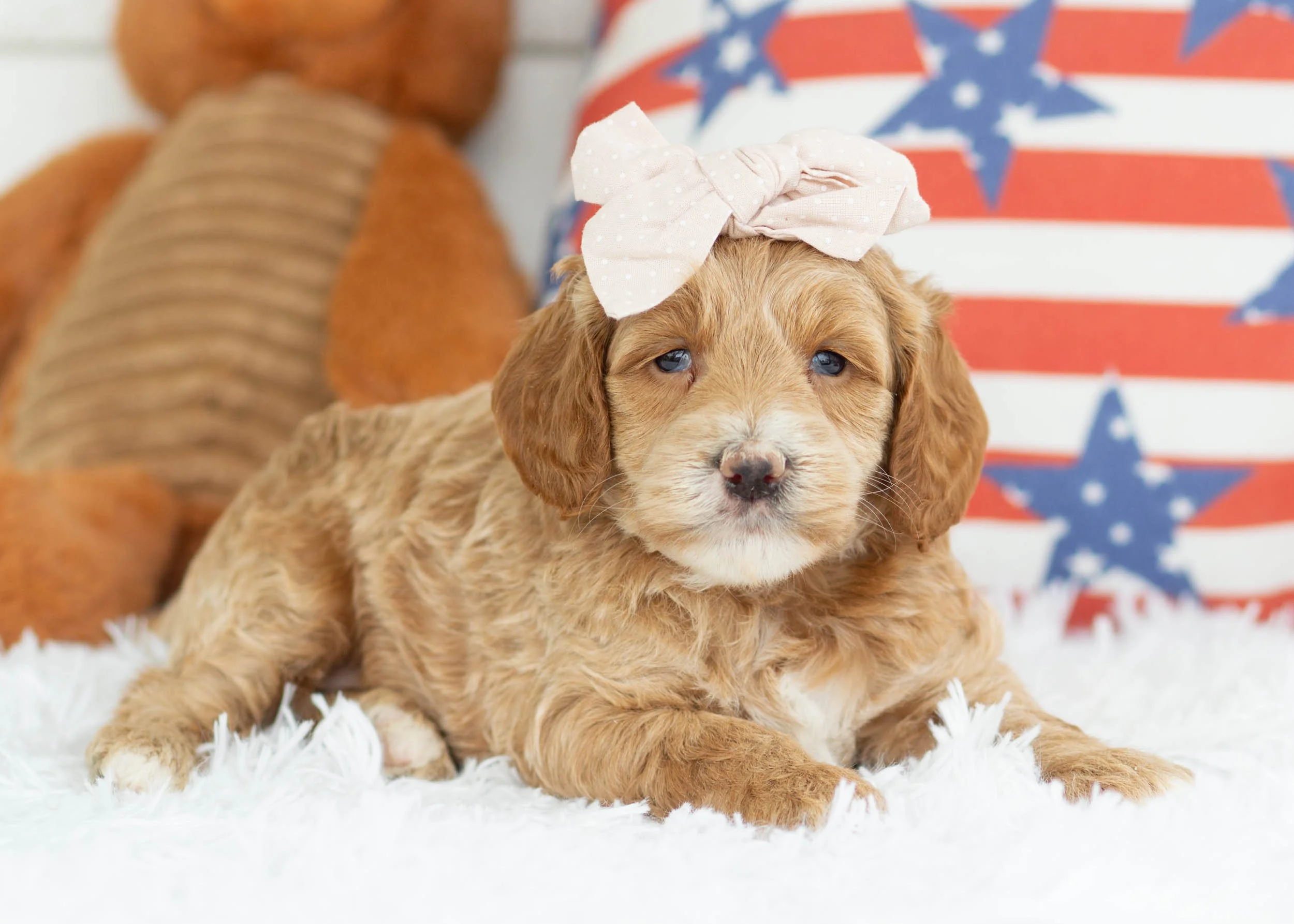 Americano Goldendoodle For Sale(3).jpg