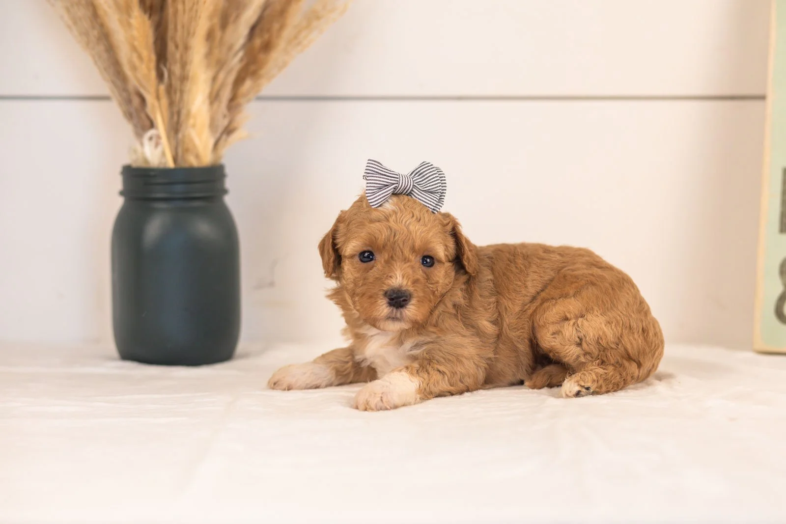 Tigers goldendoodle for sale.jpg