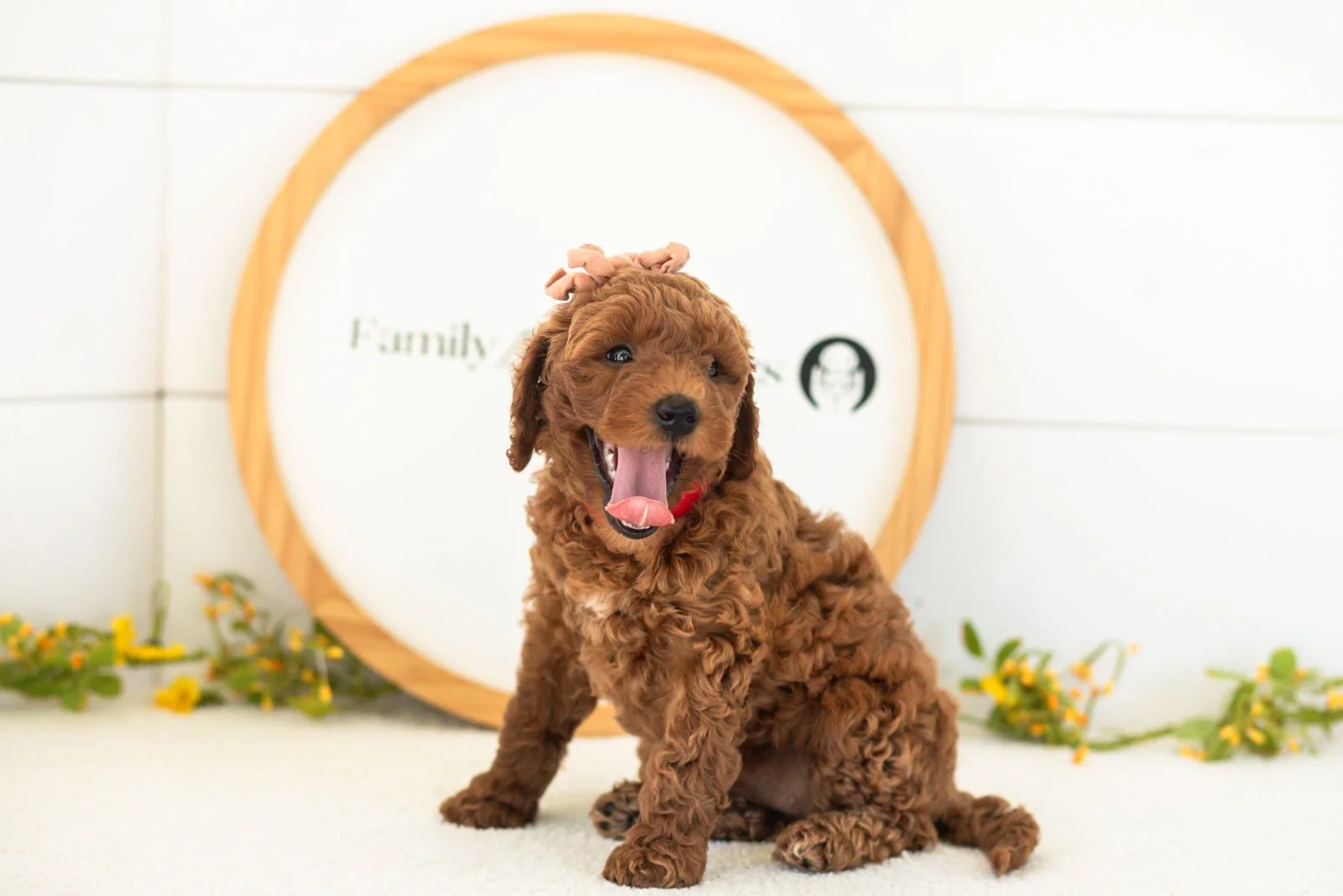 Mallory goldendoodle for sale.jpg