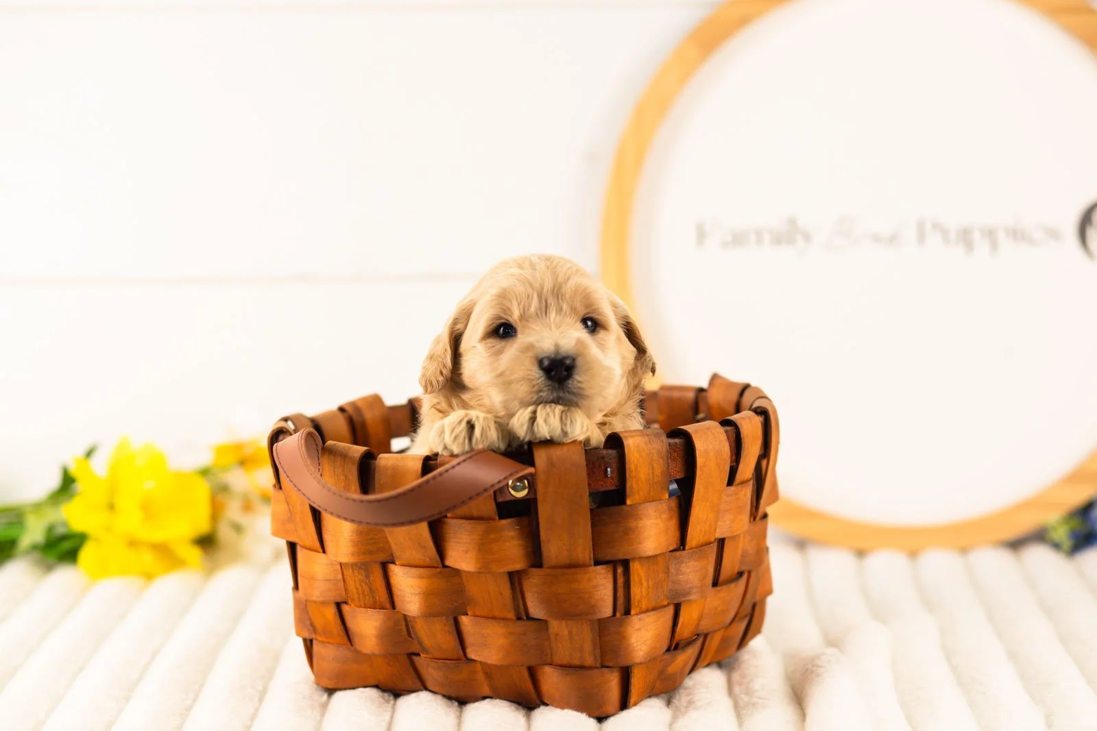 gandalf goldendoodle for sale(3).jpg