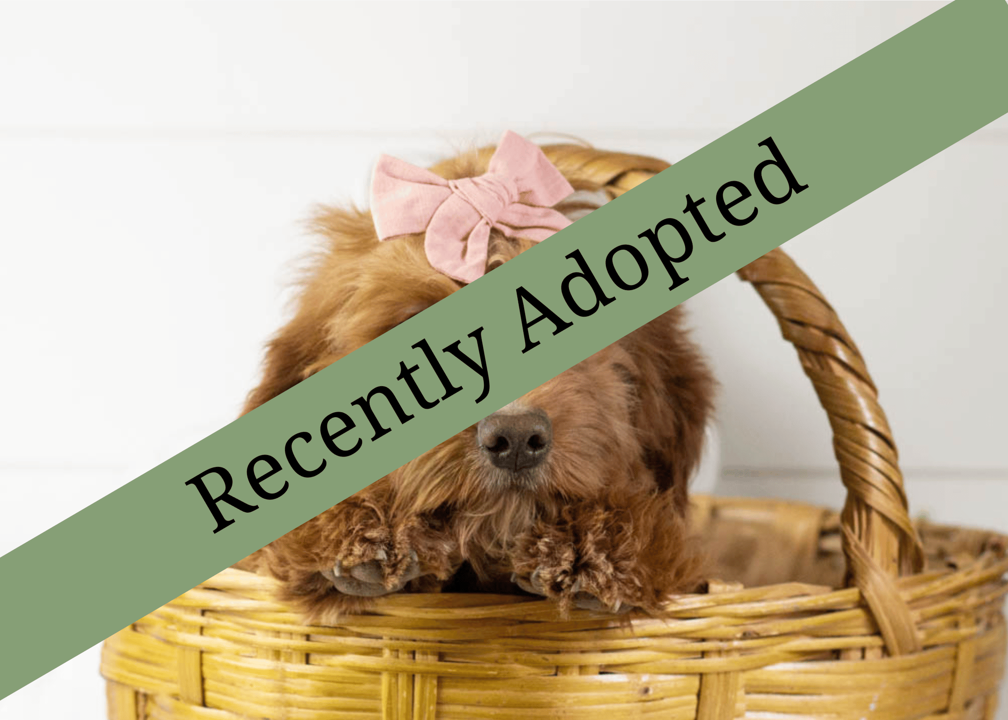goldendoodle for sale