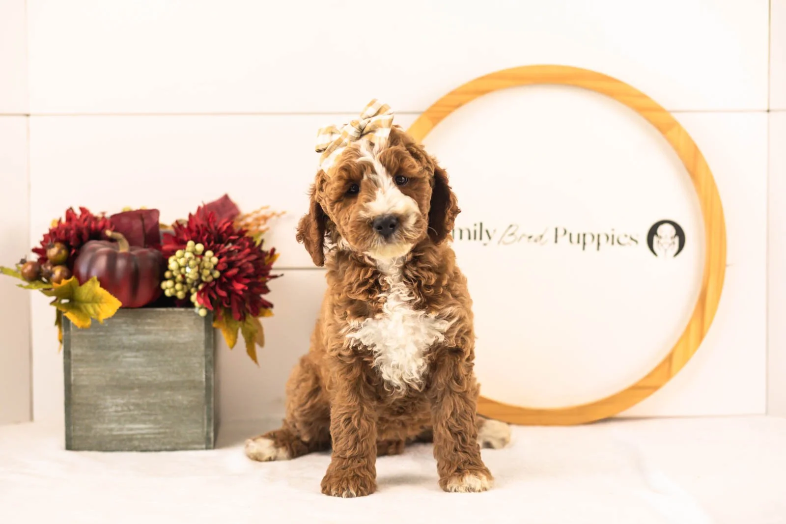 Lanie goldendoodle for sale(2).jpg