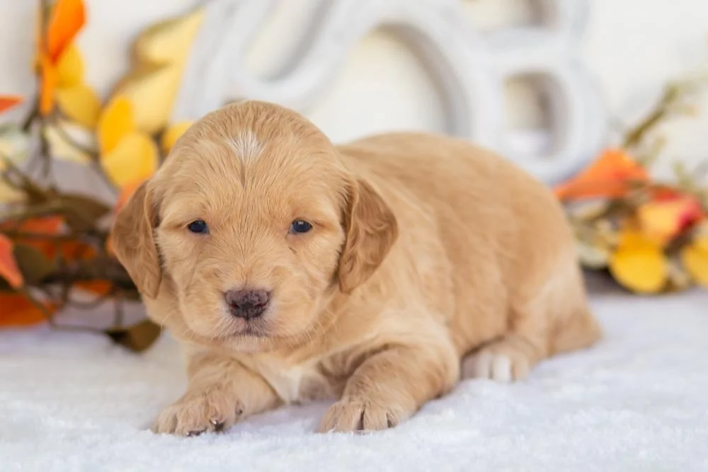 mashed potato goldendoodle for sale(2).jpg