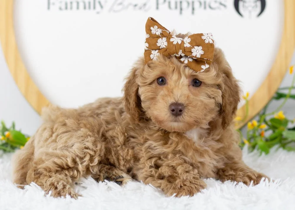 indiana goldendoodle for sale.jpg