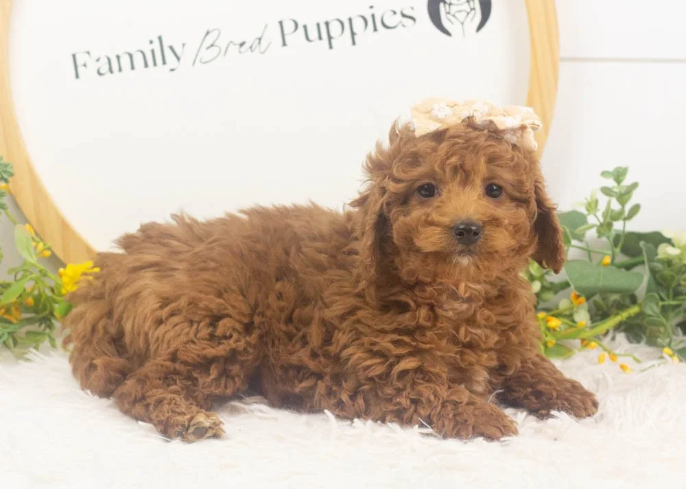 jamie goldendoodle for sale(2).jpg