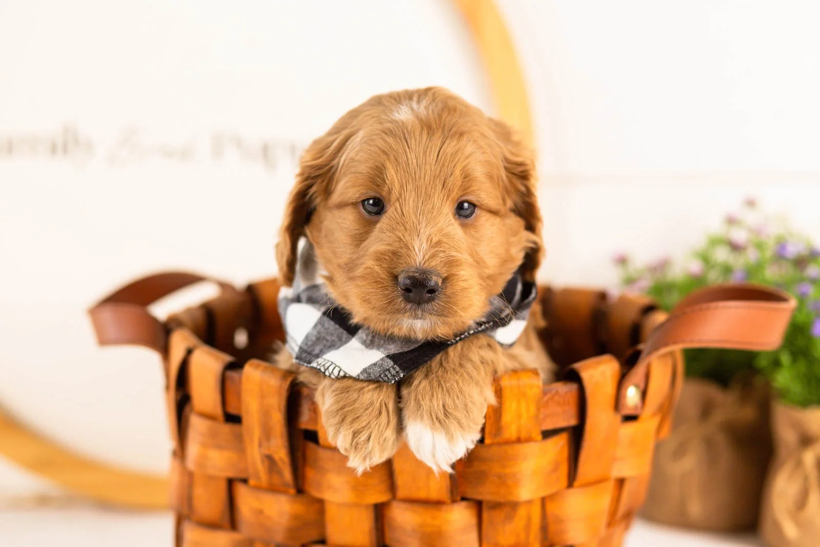 munster goldendoodle for sale(2).jpg