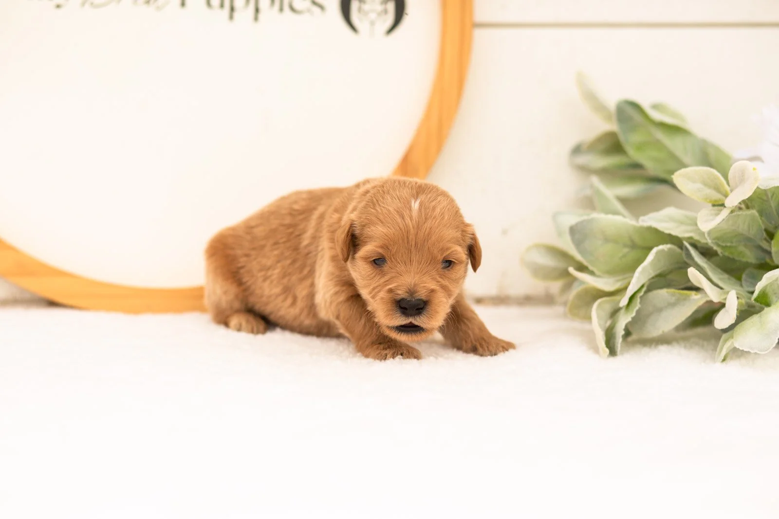 Evan goldendoodle for sale.(1).jpg