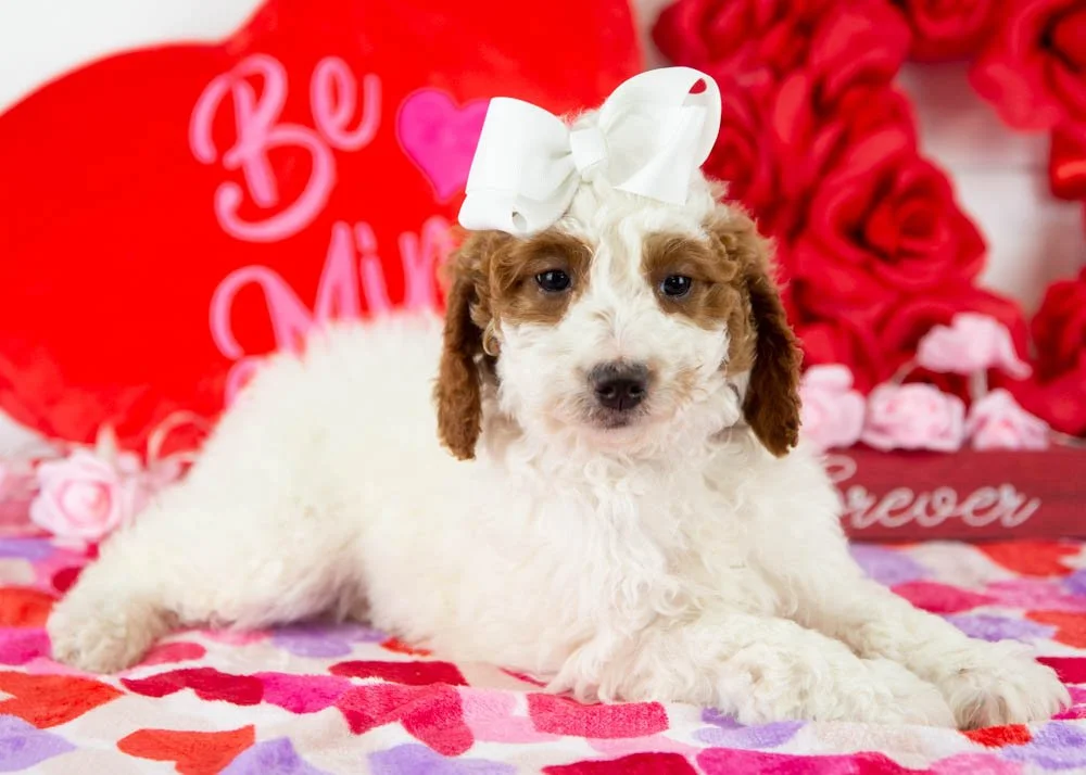 Jesse 11-29-25 F Dolly Parton 7.76-3.jpg