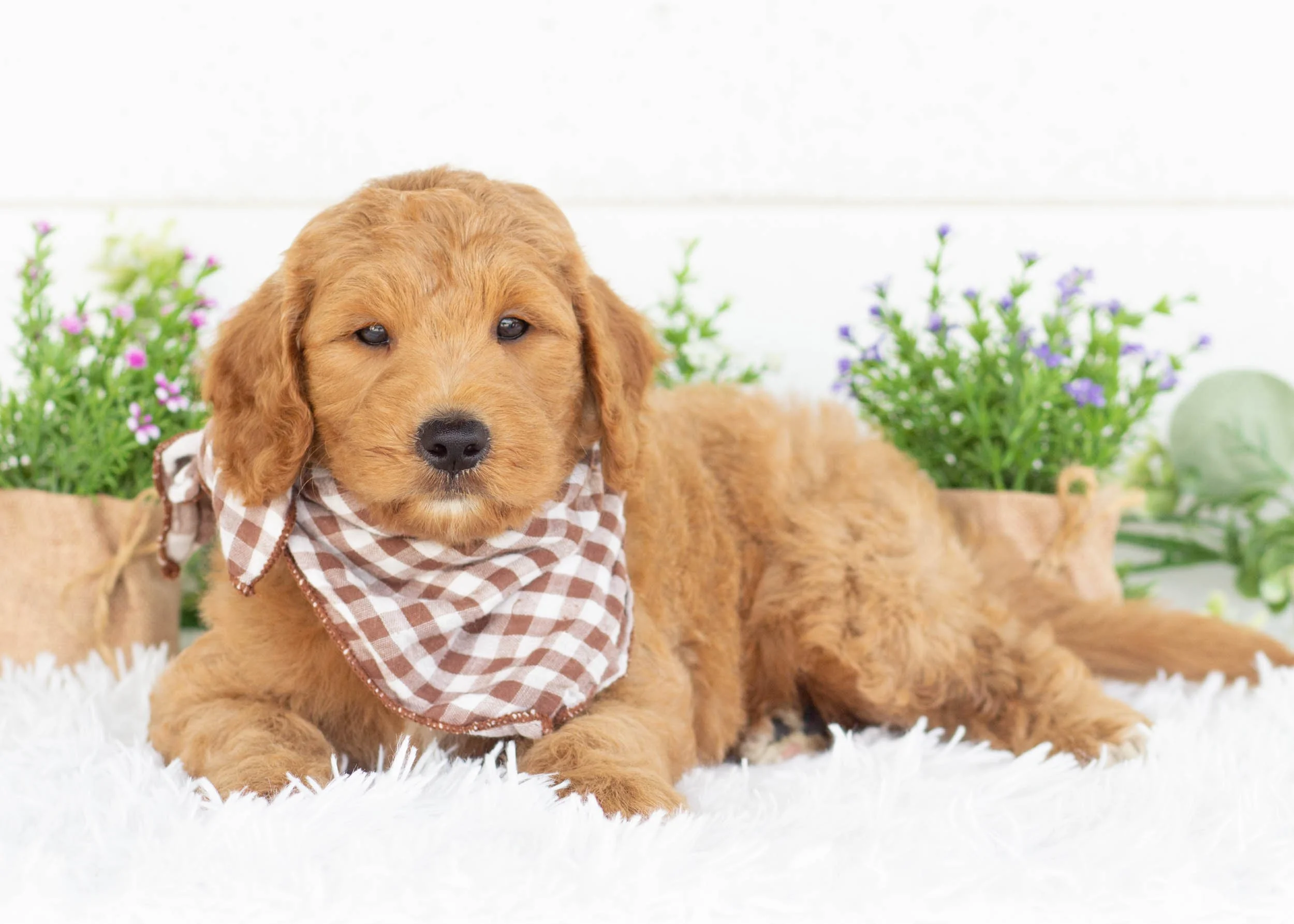 Kona goldendoodle for sale3.jpg