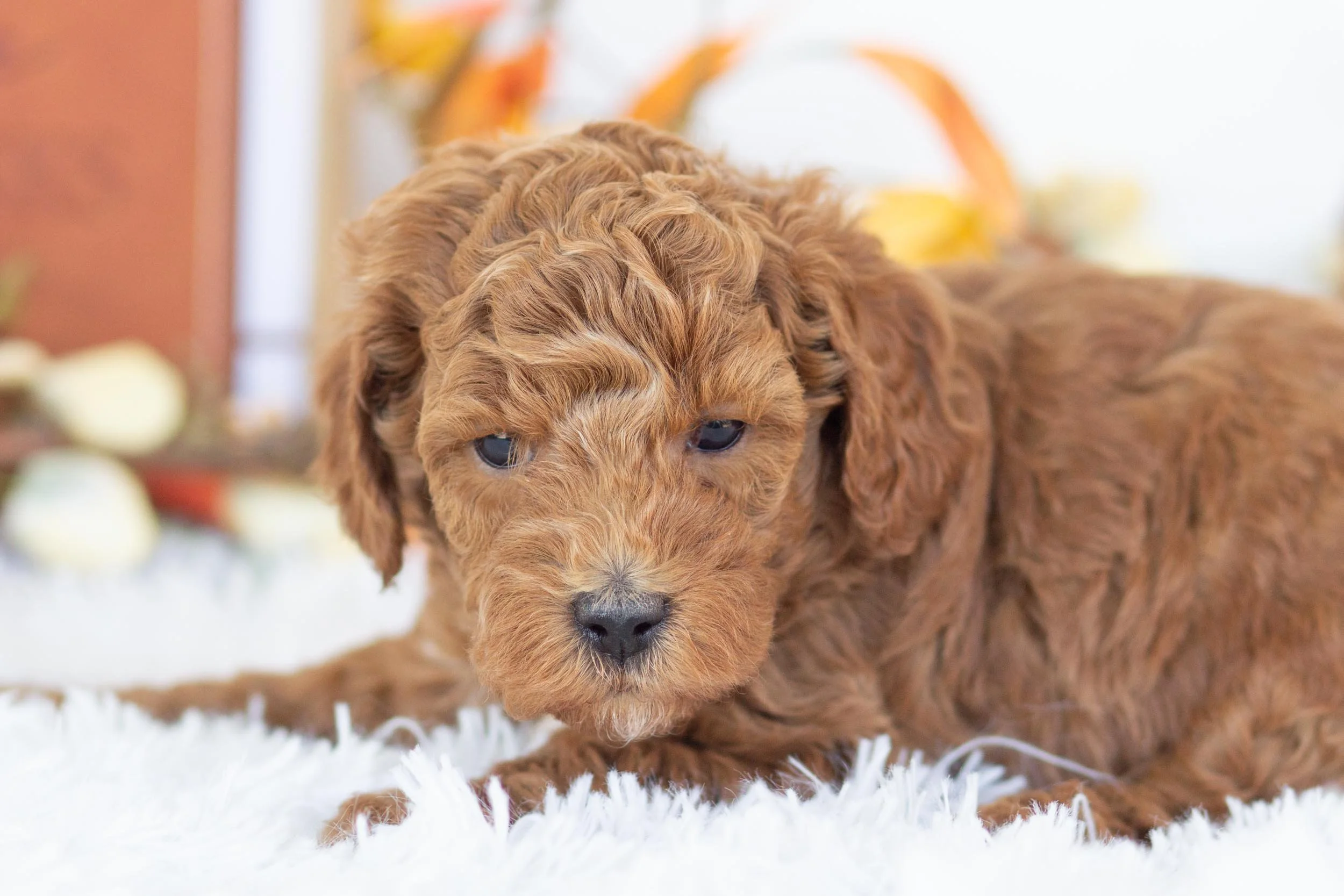 jogger goldendoodle for sale.jpg