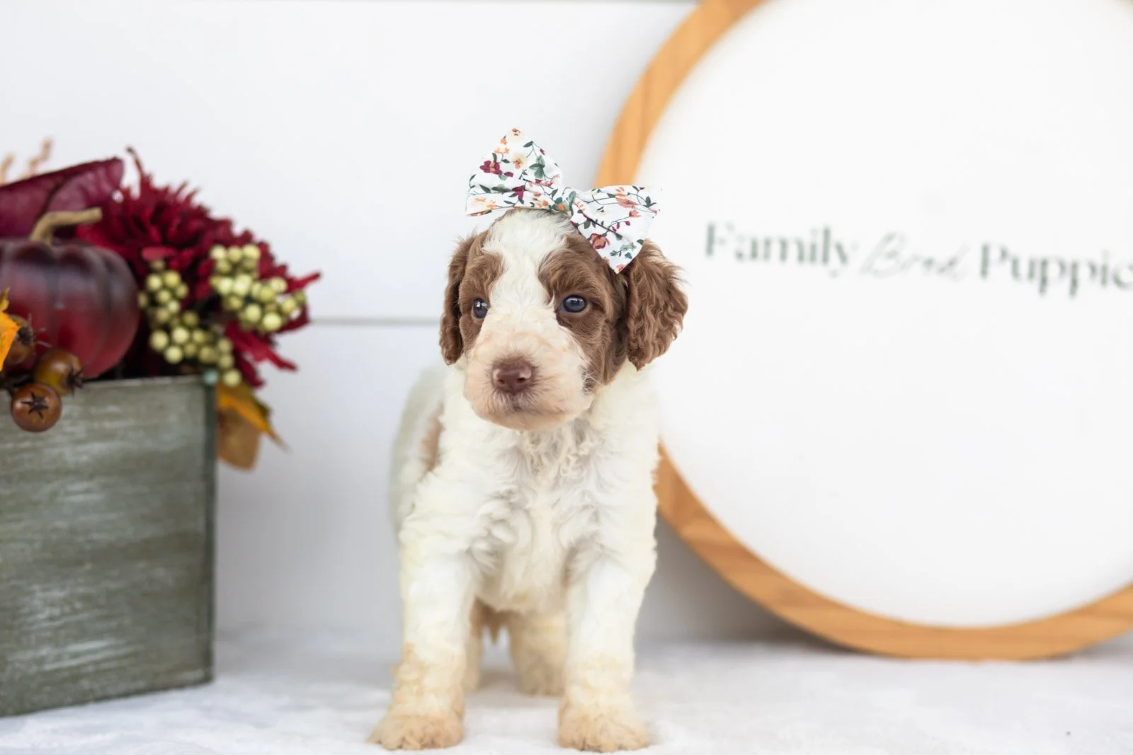 Laurie goldendoodle for sale(3).jpg