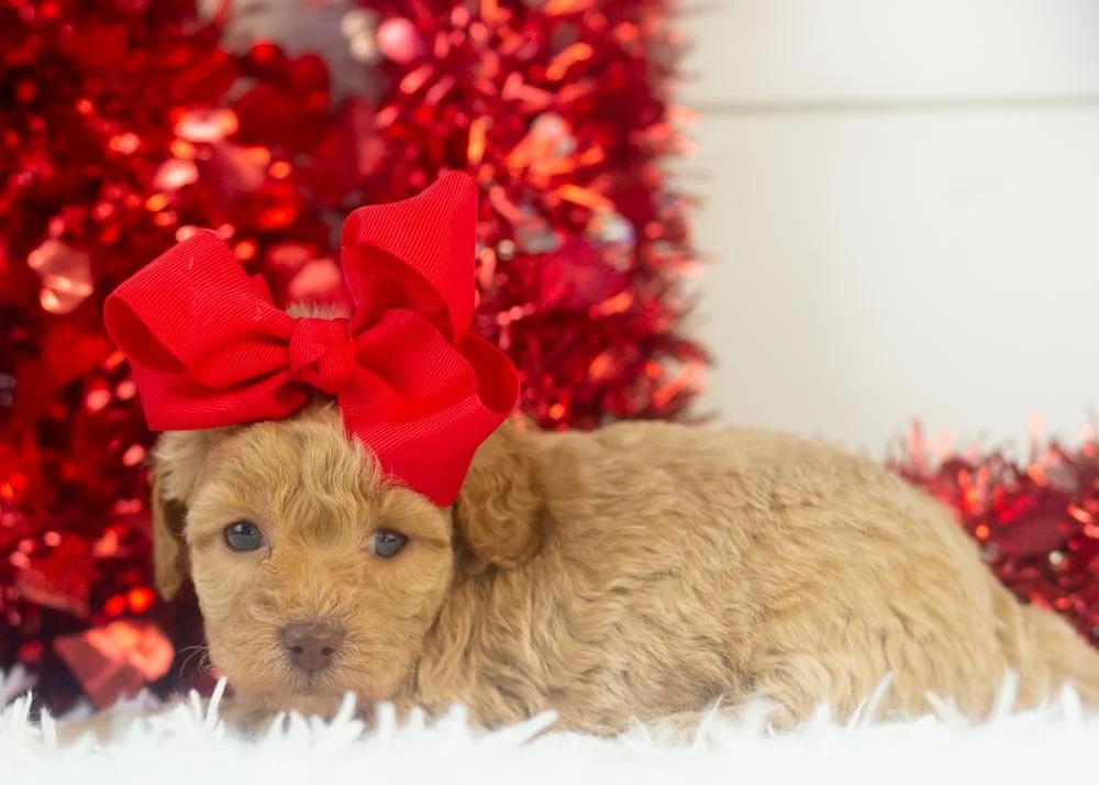 Indiana goldendoodle for sale.jpg