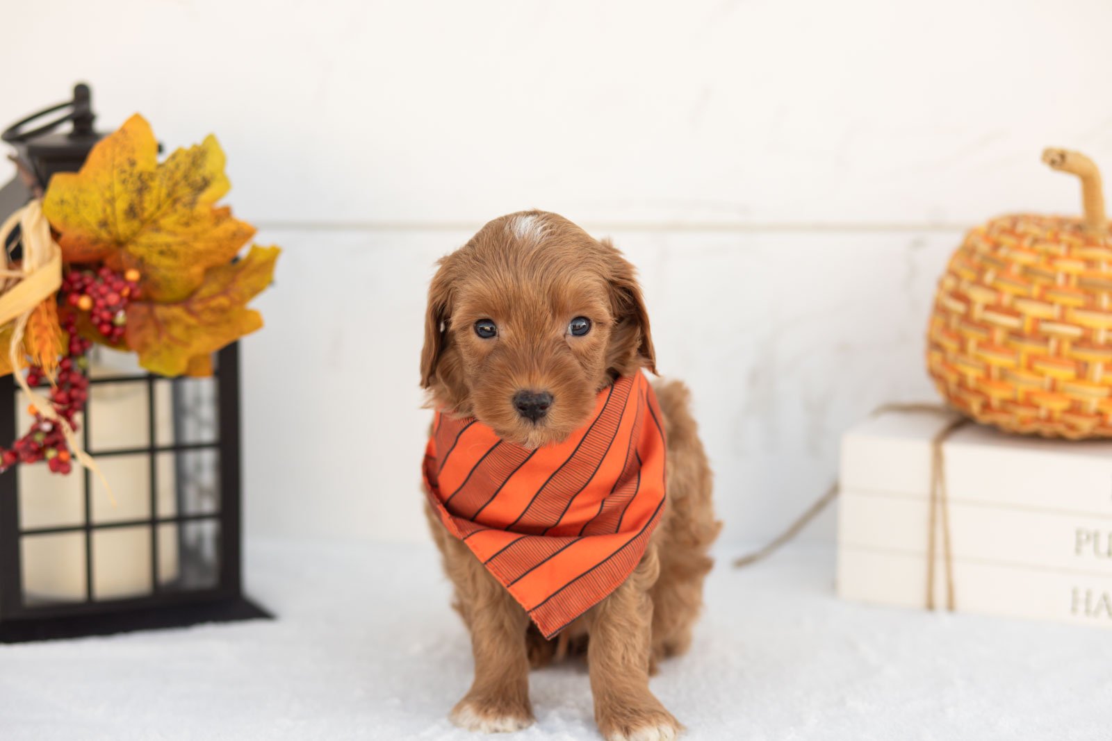 Josiah goldendoodle for sale 4.jpg