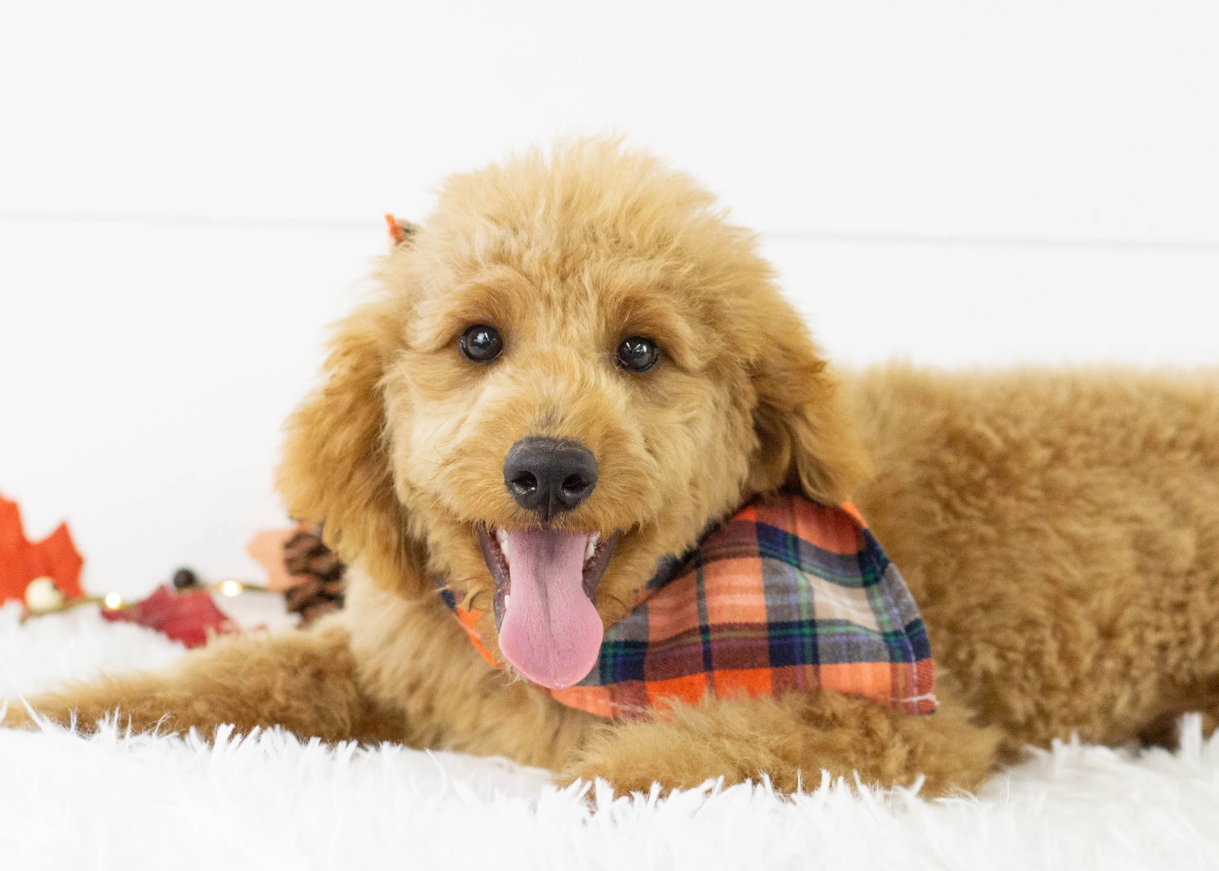 Finn goldendoodle for sale.jpg