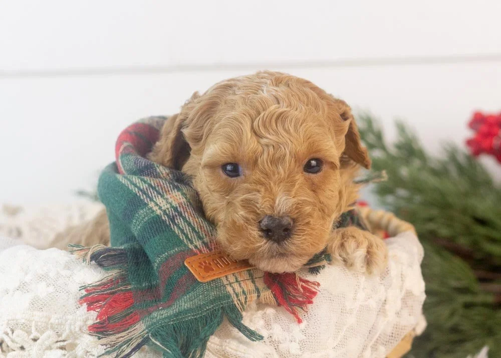 Everest goldendoodle for sale.jpg