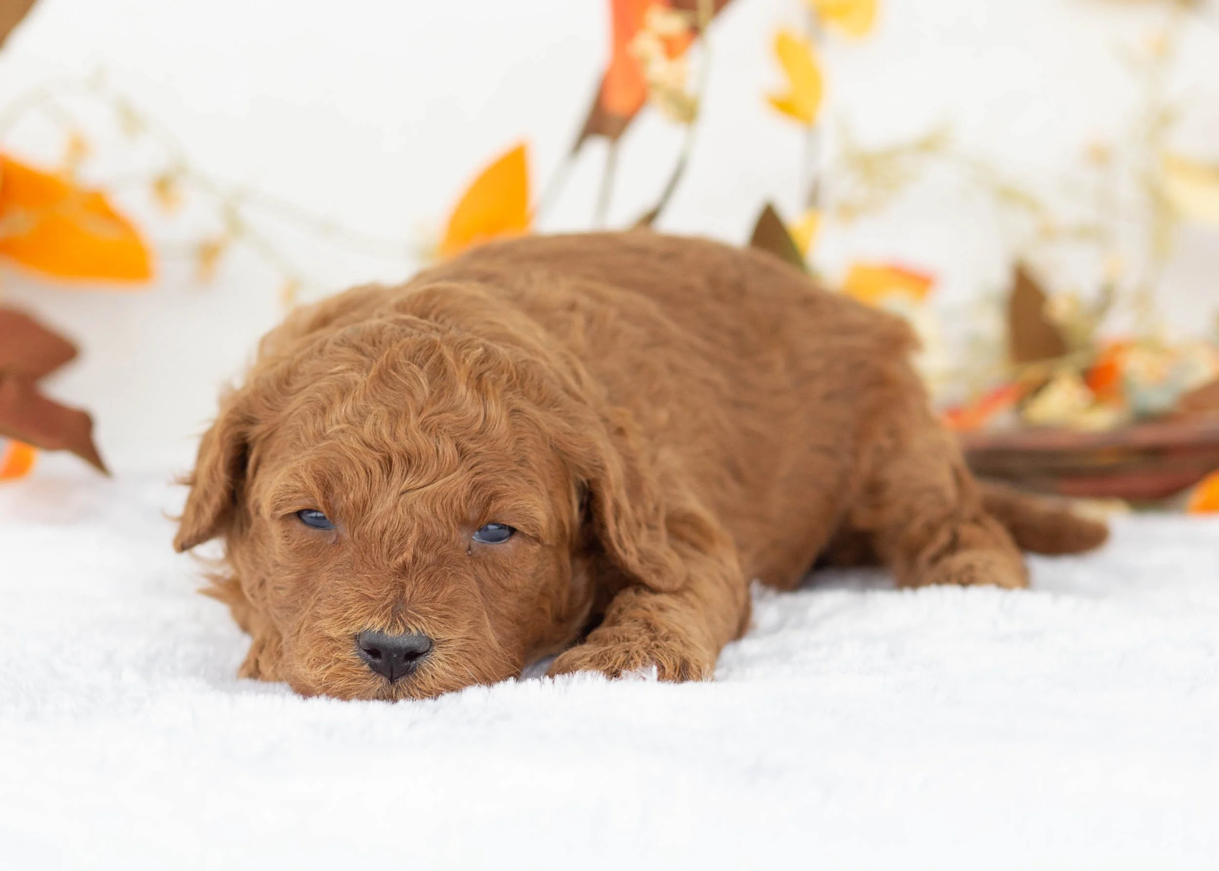 Gemma goldendoodle for sale(2).jpg