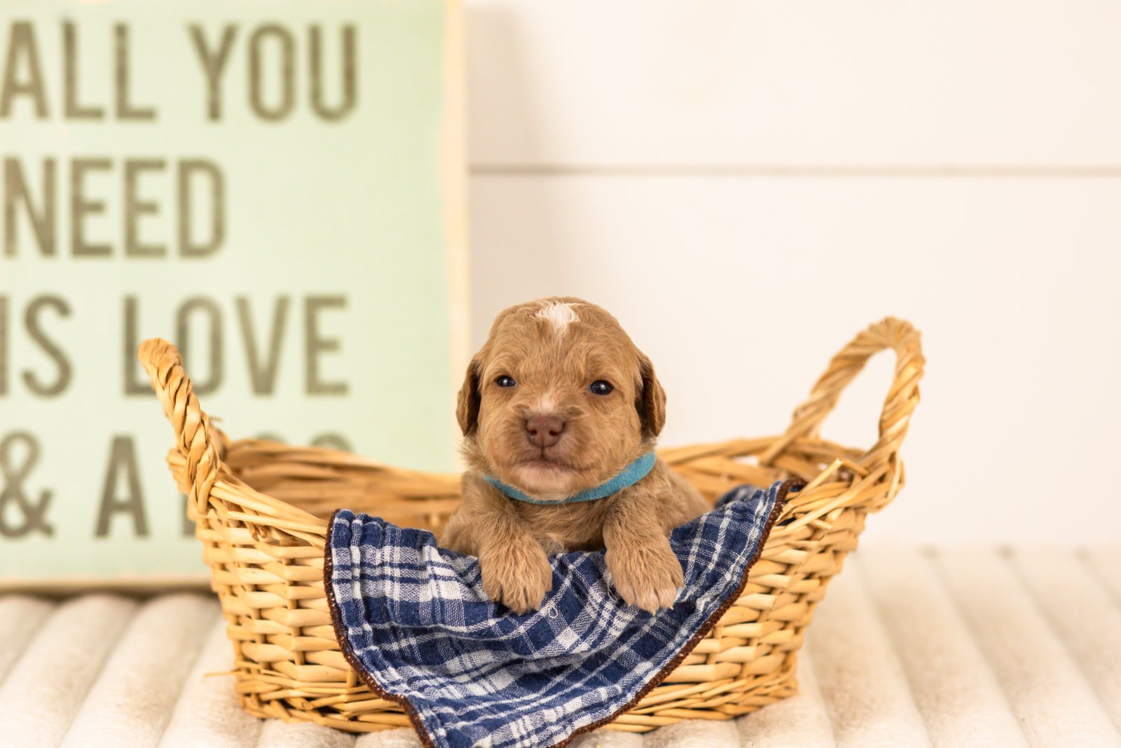 Scarlett goldendoodle for sale(3).jpg