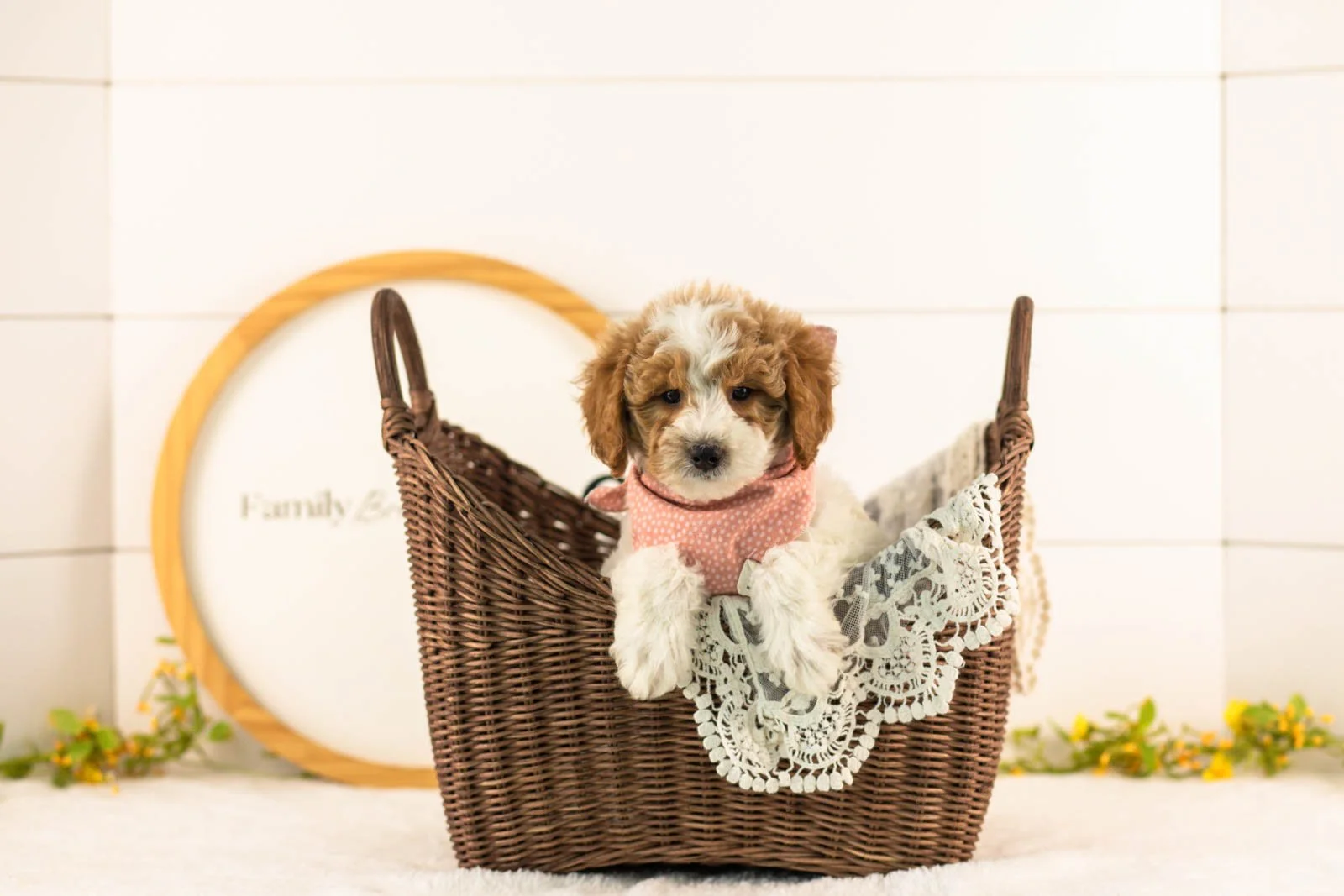 Lark goldendoodle for sale(4).jpg
