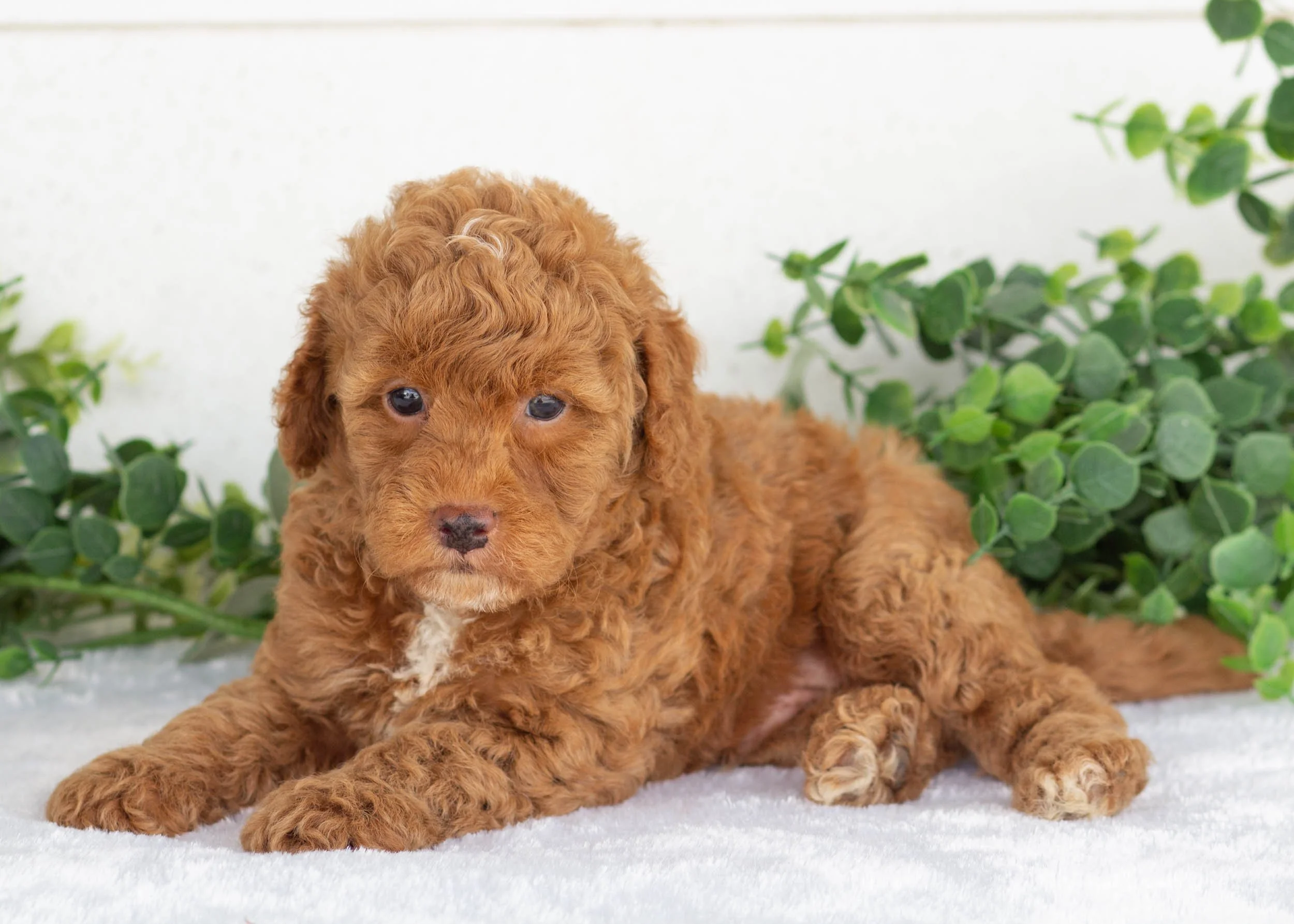Maxwell Goldendoodle For Sal(2).jpg