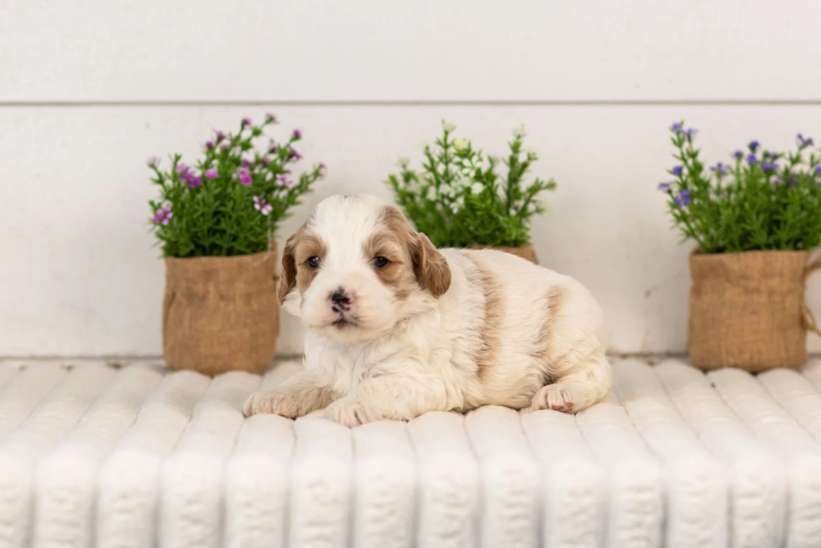 Dominic goldendoodle for sale(1).jpg