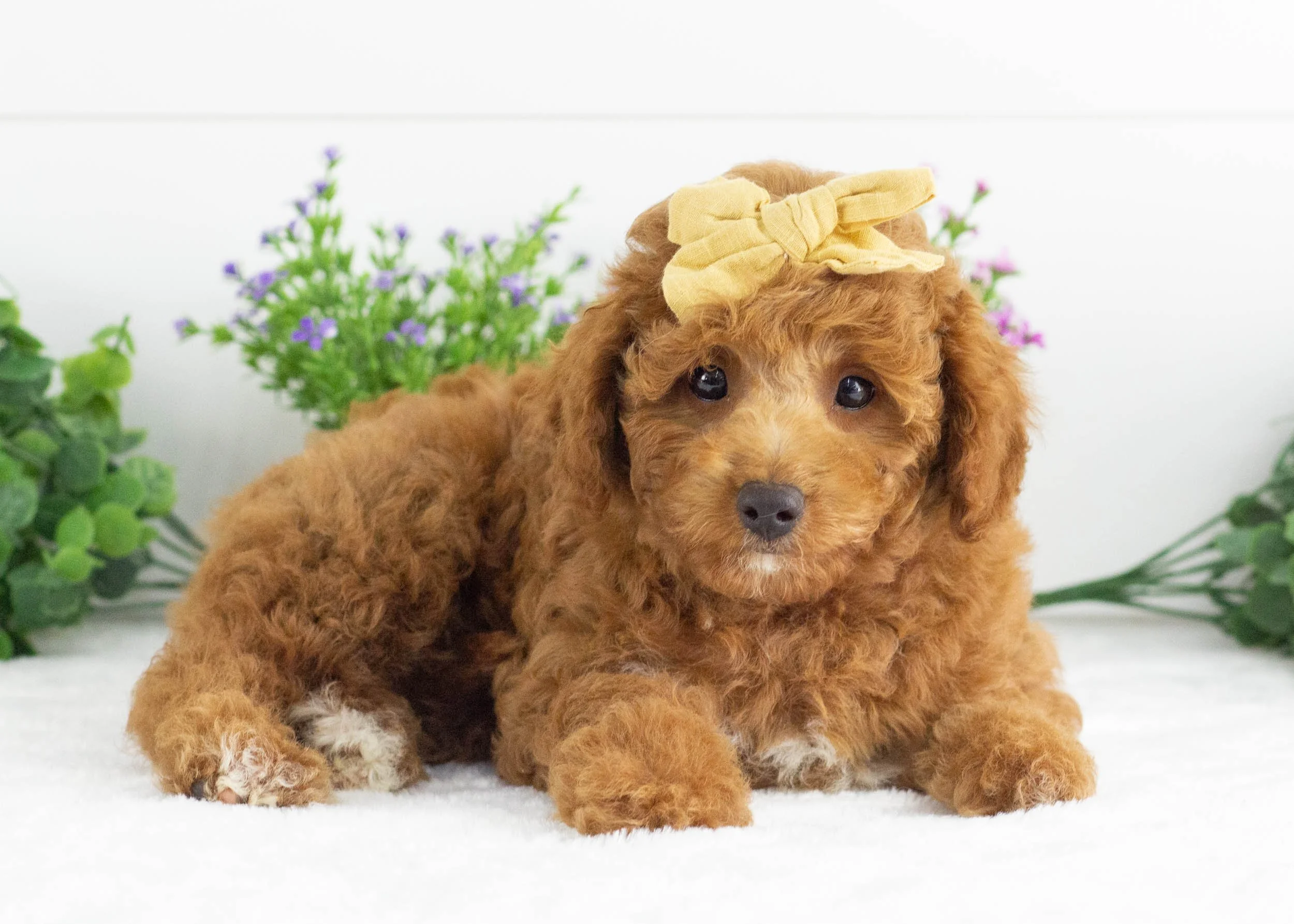 Joy Goldendoodle For Sale(2).jpg