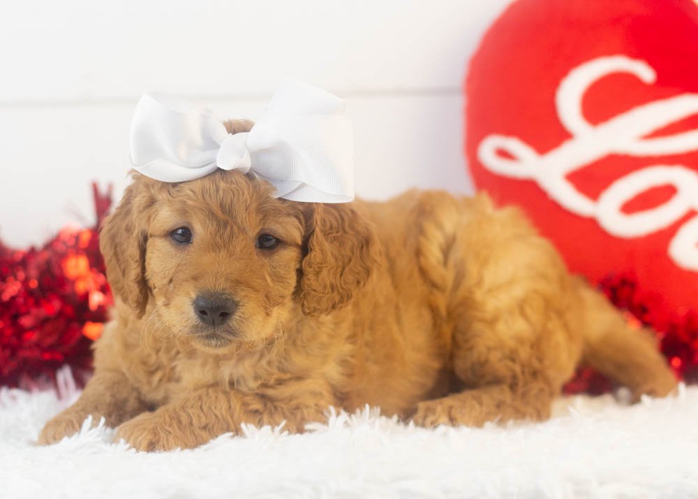 Mila goldendoodle for sale.jpg