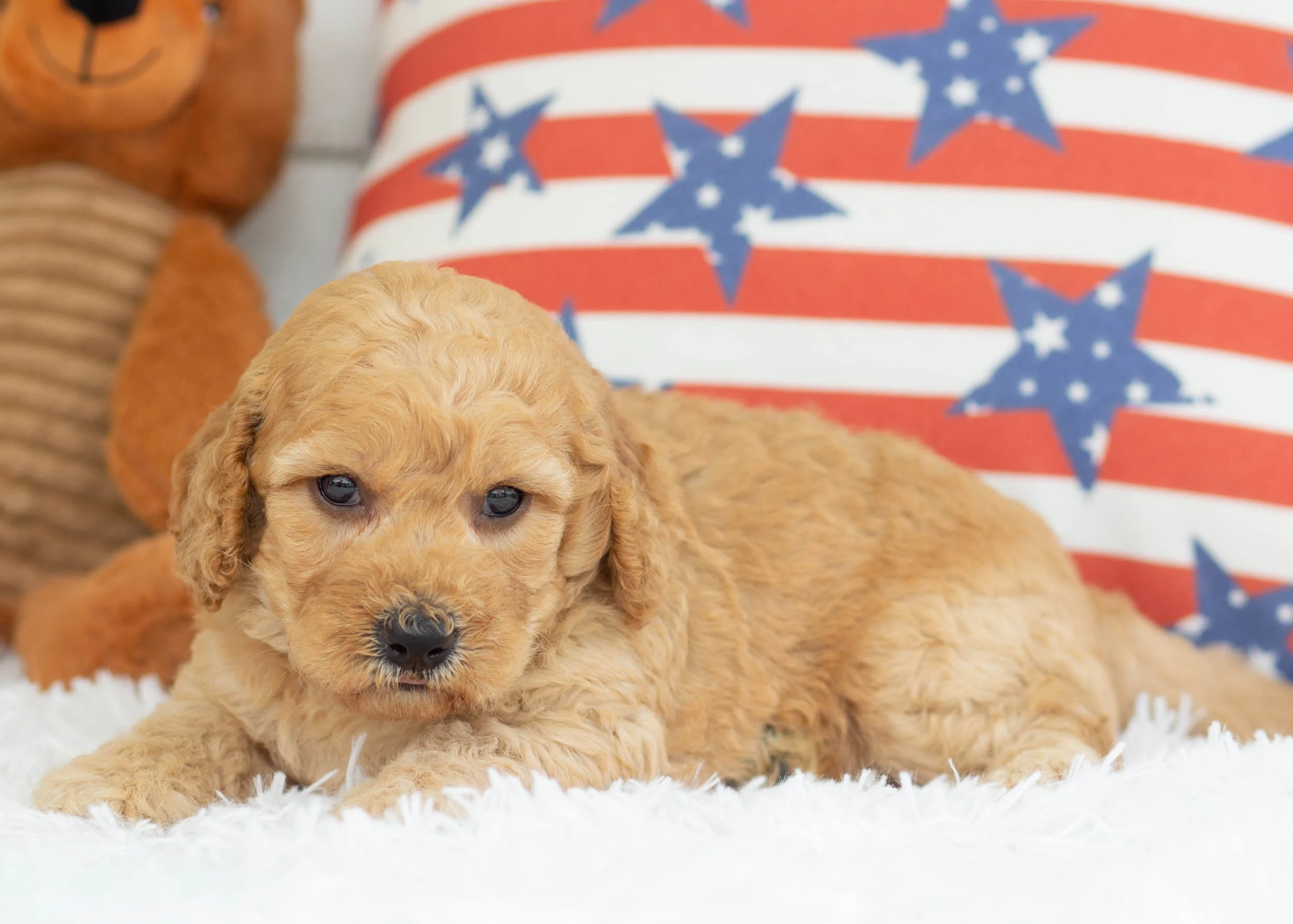 Taki Goldendoodle For Sale(1).jpg