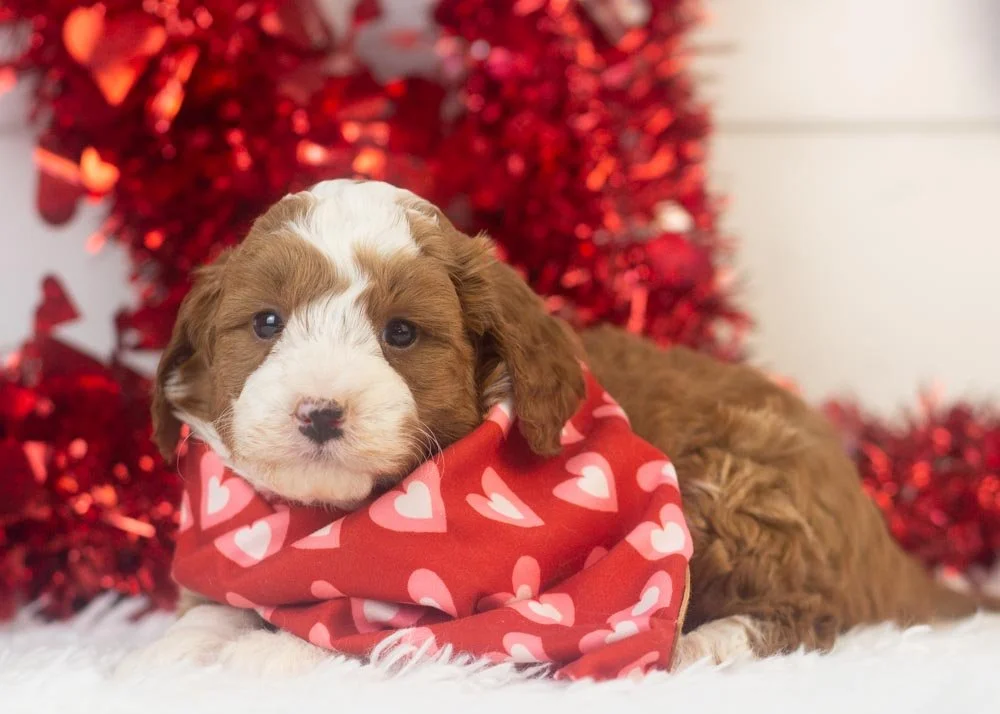 Mario goldendoodle for sale.jpg