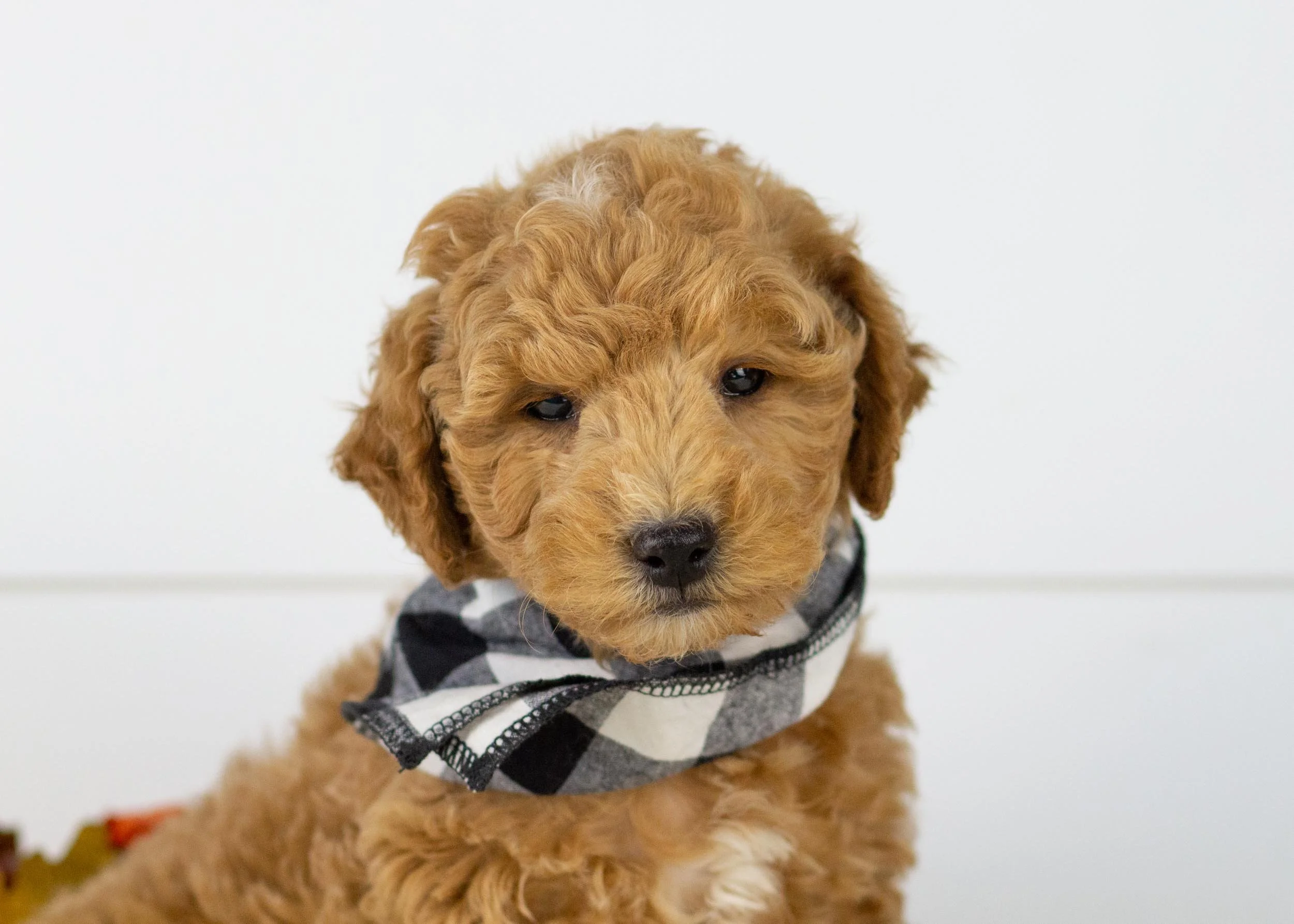 Camper goldendoodle for sale(1).jpg