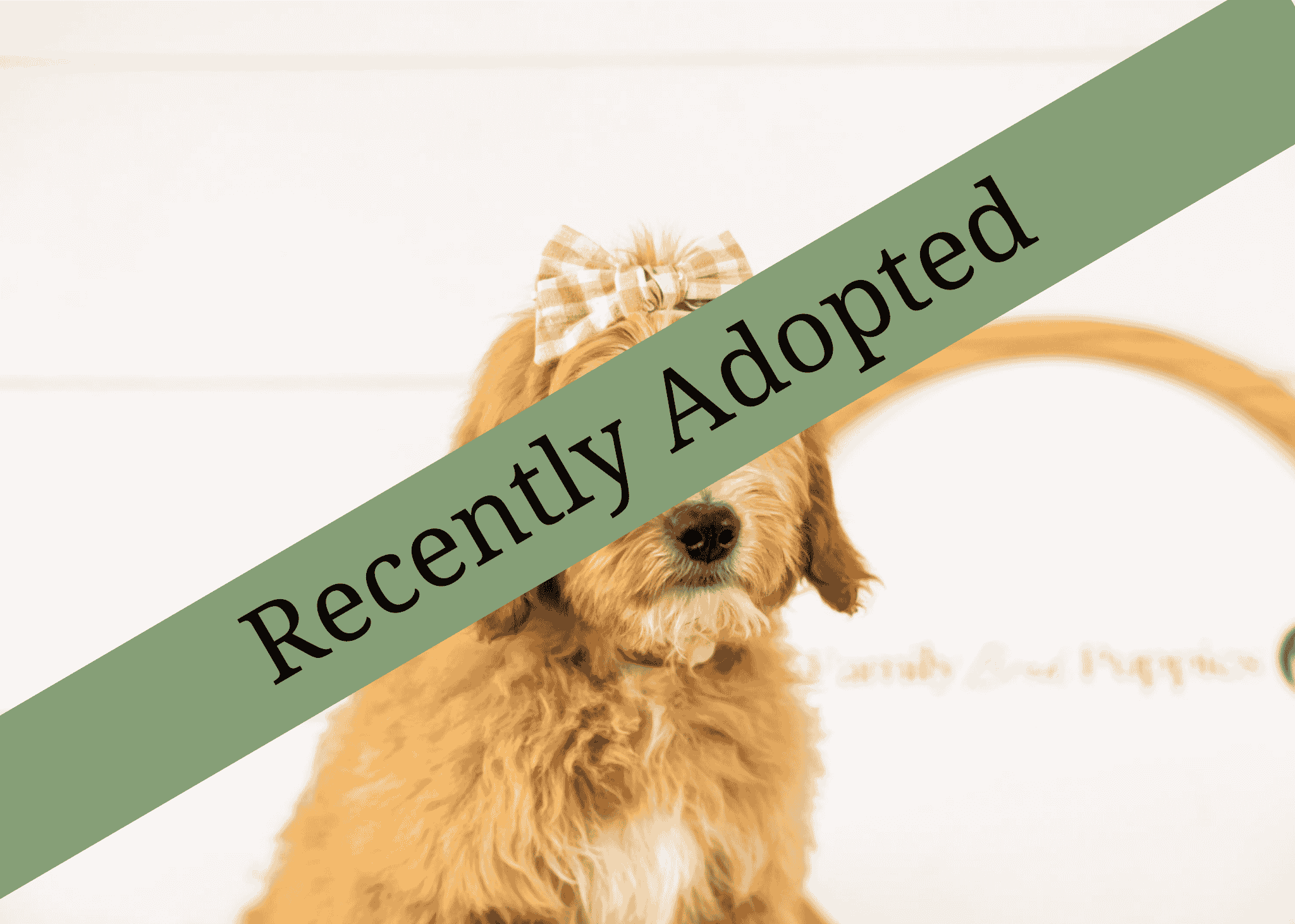 goldendoodle for sale
