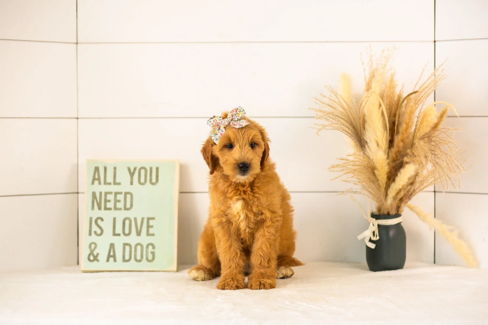 Willow goldendoodle for sale(3).jpg