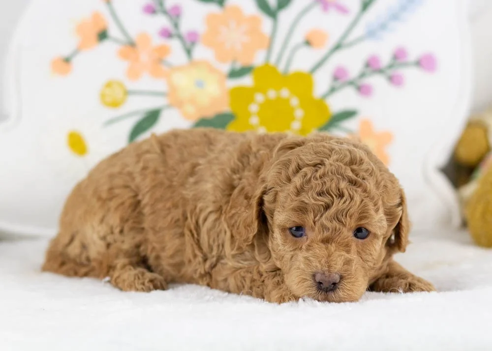 Ariel goldendoodle for sale(2).jpg