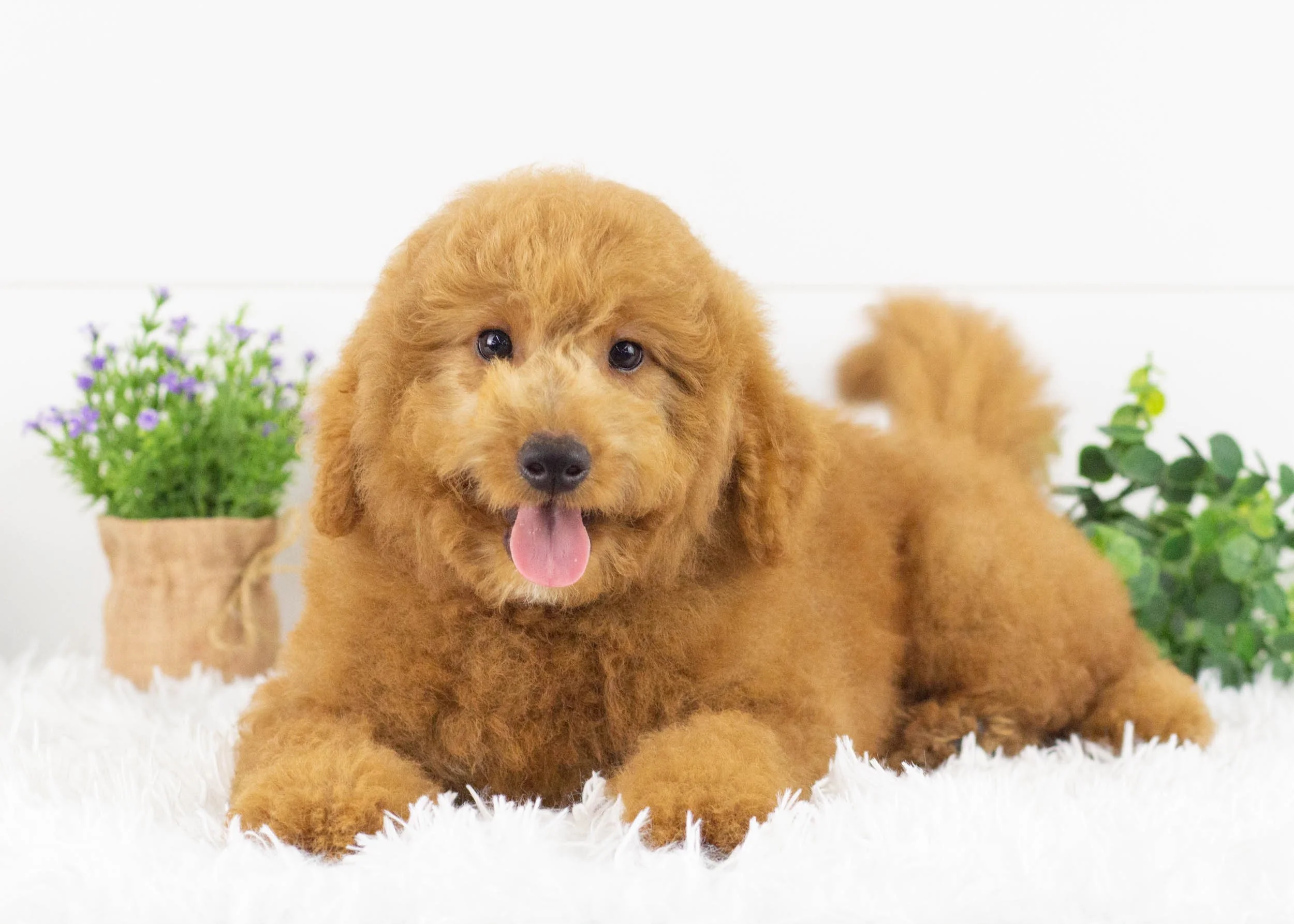 Finn Goldendoodle for sale(2).jpg