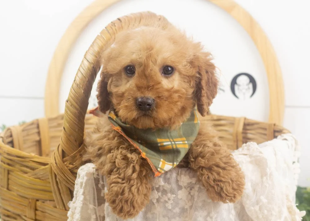 Jesse 11-16-25 Andy 8.98-2.jpg