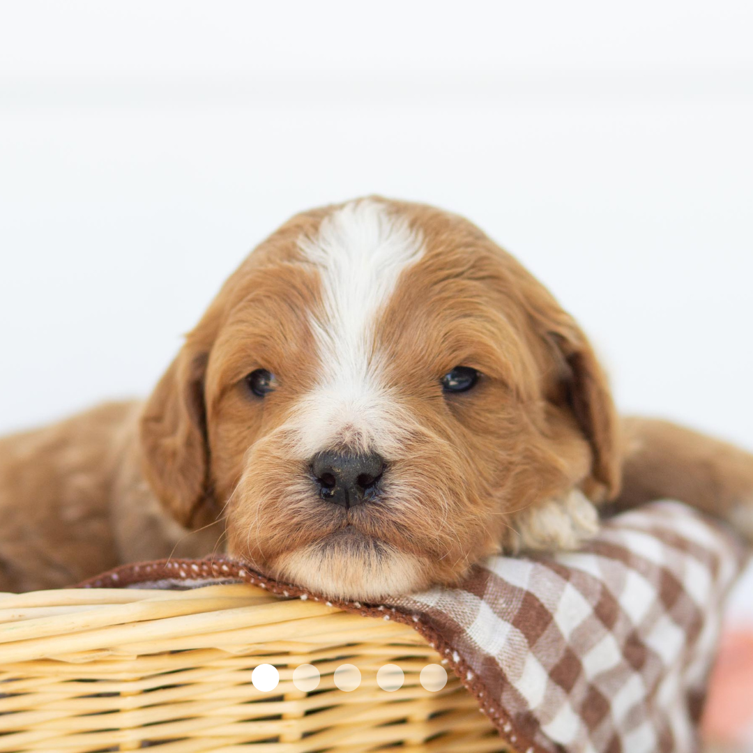 goldendoodle for sale