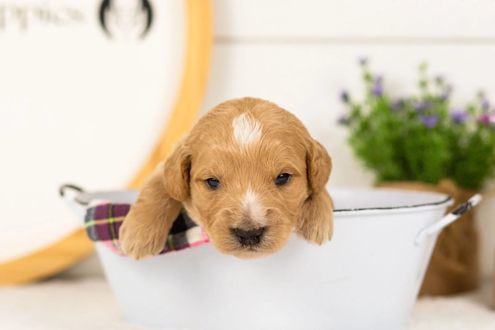 Sonny goldendoodle for sale(3).jpg
