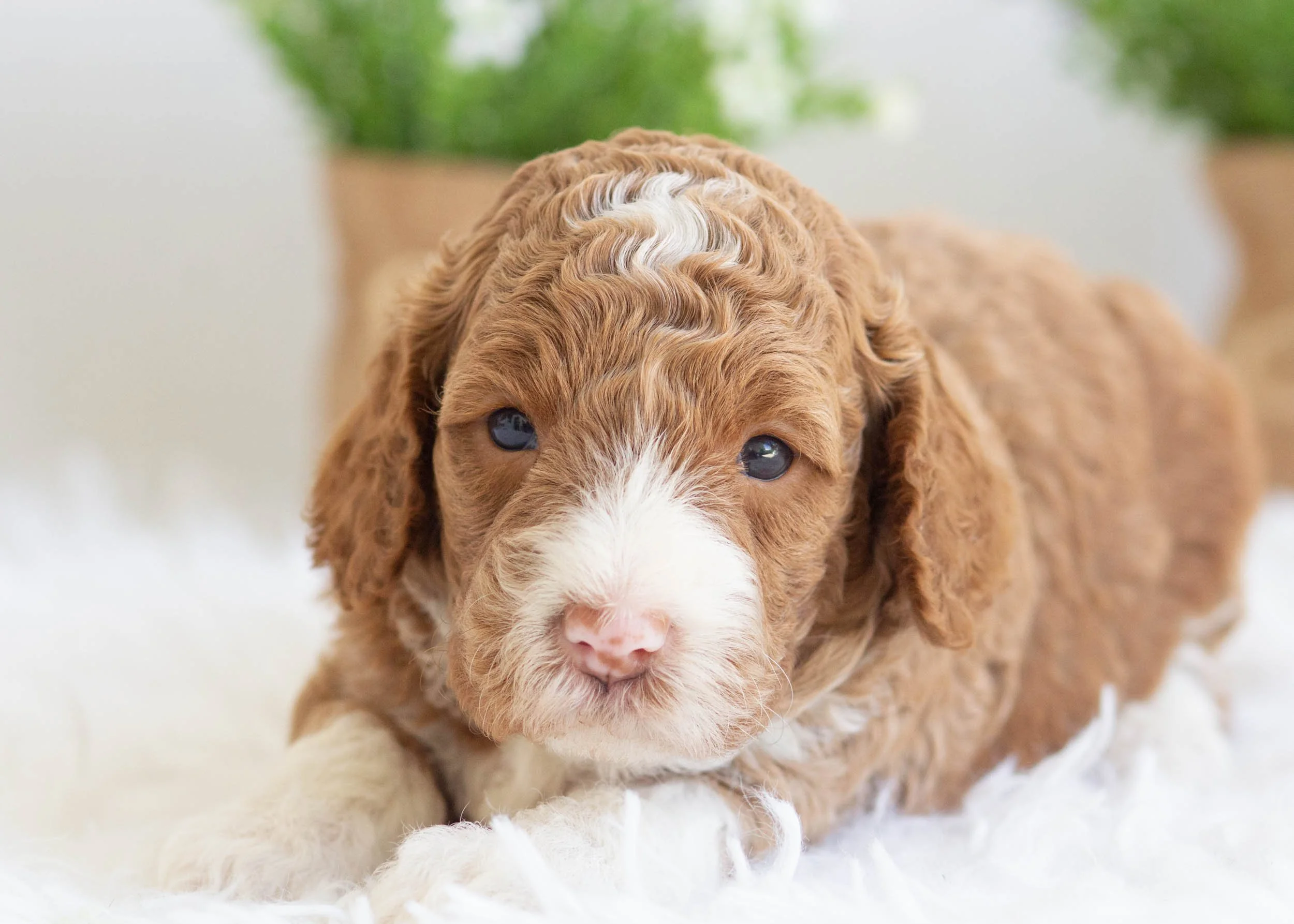 Zoey Goldendoodle For Sale(1).jpg