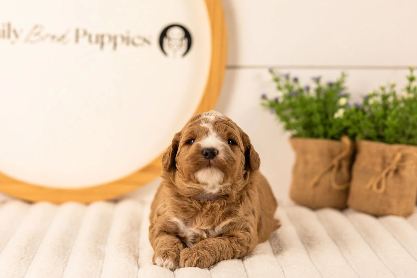 Ivory goldendoodle for sale.jpg