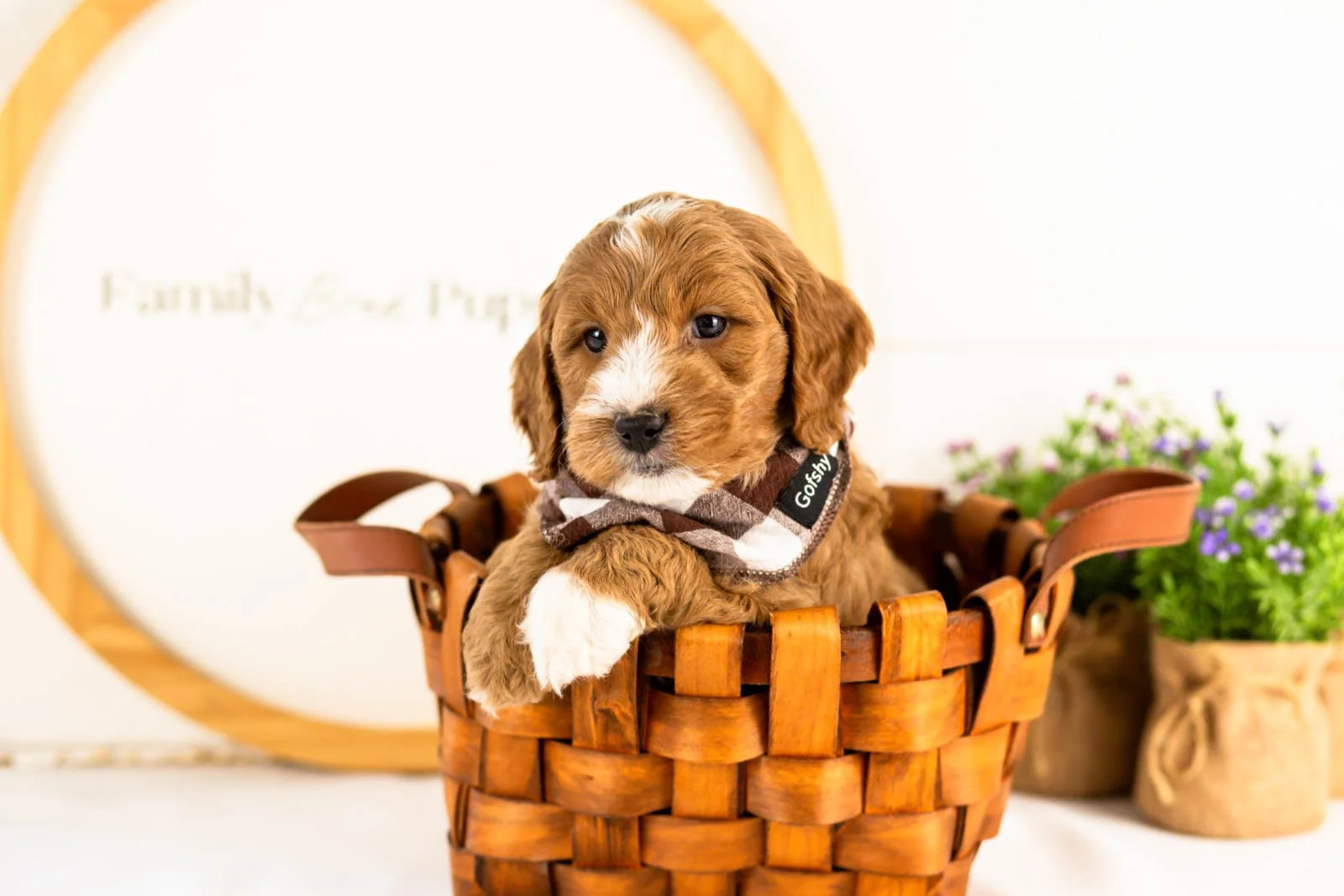 gouda goldendoodle for sale(3).jpg