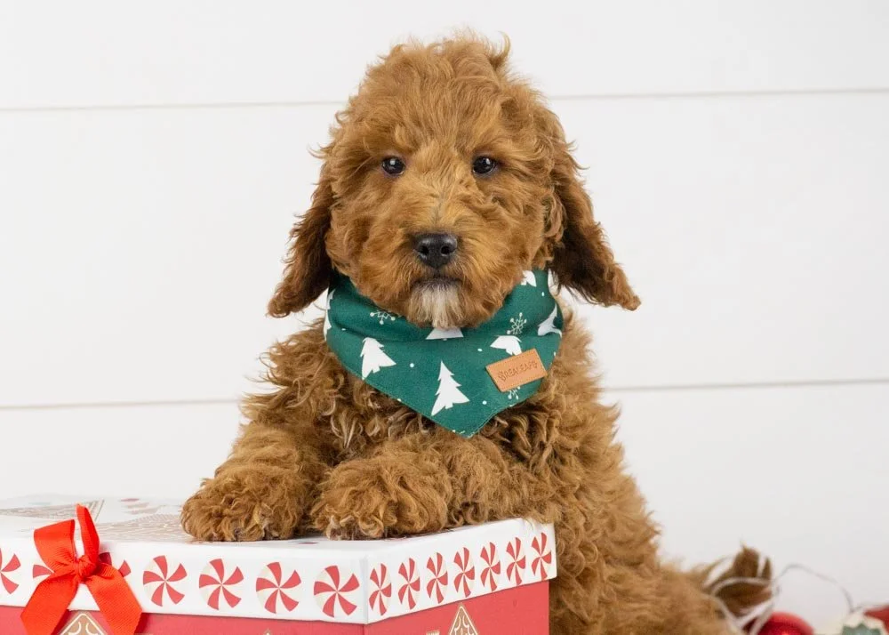goldendoodle for sale