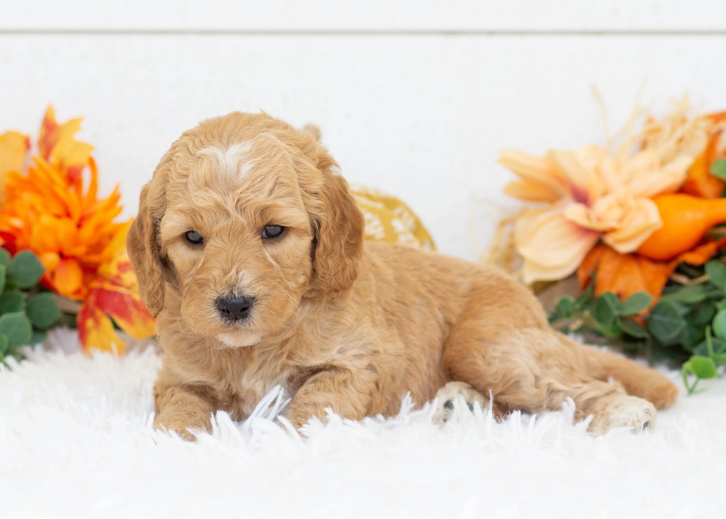Par goldendoodle for sale(1).jpg