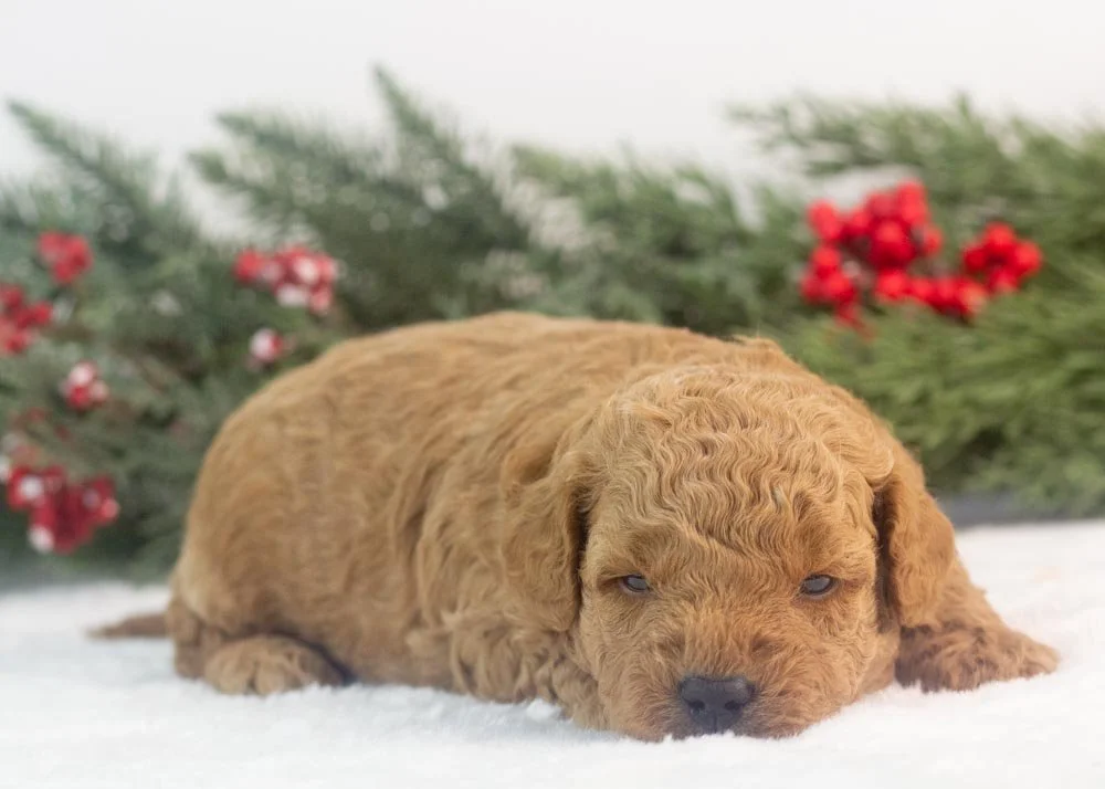 Vinnie goldendoodle for sale(3).jpg